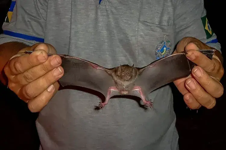 Guanambi: Morcegos mudaram de habitat causando a raiva animal, diz Adab