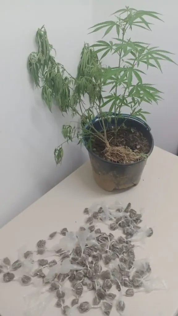 Polícia Militar Prende Suspeito de Tráfico de Drogas no Conjunto Habitacional Pequizeiro em  Carinhanha