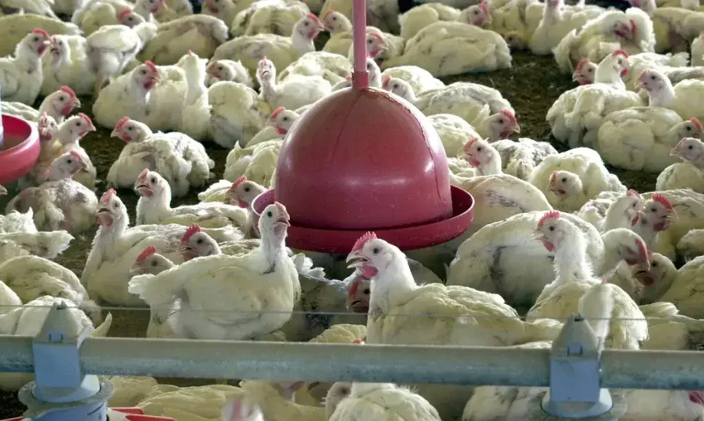 Brasil se declara livre da gripe aviária